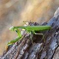 Europäische Gottesanbeterin (Mantis religiosa)